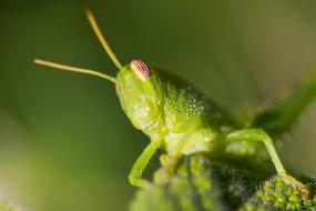 Macro Grasshopper Green