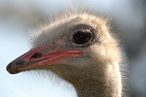 Emu Animal Australia