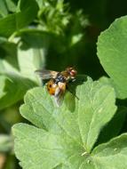 Gymnosoma Fly Insect