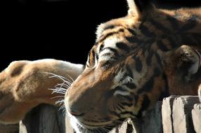 Tiger Animal Predator
