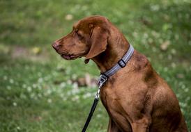 Dog Mammal Cute