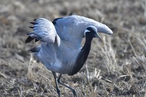 Bird Wild Animals Natural