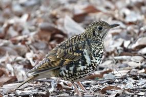 Natural Outdoors Bird Wild