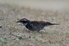 Bird Wild Animals Natural