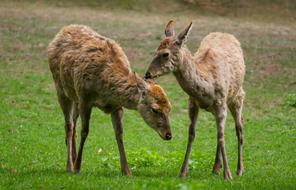 Animal Hirsch Fallow Deer Dybowski