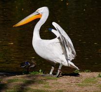 Animal Bird Pelikan