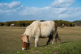 pony on pasture in hampshire
