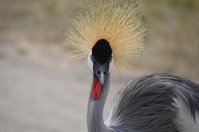 Bird Wildlife Nature