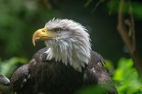 Eagle Usa Oregon