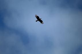 flying bird in the blue sky