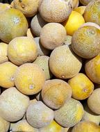 Juicy sweet melon harvest