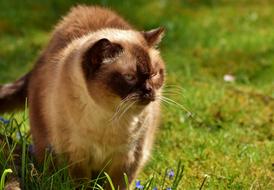 British Shorthair Cat Cute