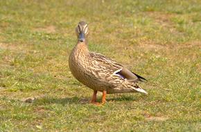 Animal World Bird