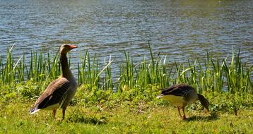 Bird Animal World Nature