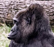 Gorilla Mammal Animal