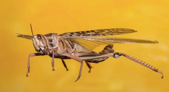 Grasshopper Desert Locust Insect
