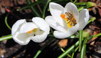 Krokus Bee Insect