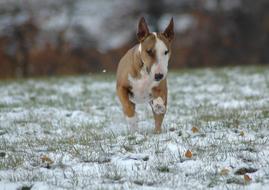 dog in winter time