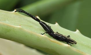 long black insect on a leaf