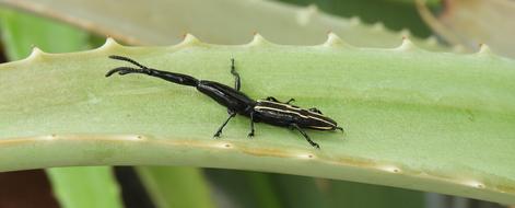Insect Nature Outdoors