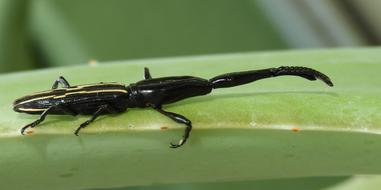 Insect Invertebrate Nature Wild