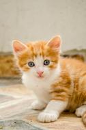 Pet Cat Portrait