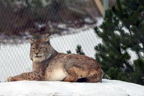 beautiful lynx in the snow