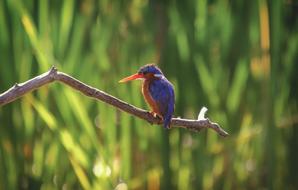 Kingfisher Malachite Bird