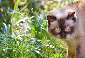 domestic cat walking in the garden