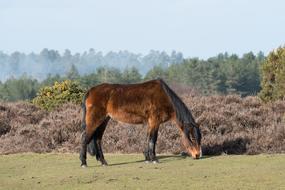 Farm Grass Animal