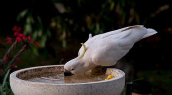 Sulphur Crested Cockatoo Parrot
