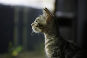 Bengal Cat Photo
