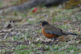 Natural Wild Animals Bird