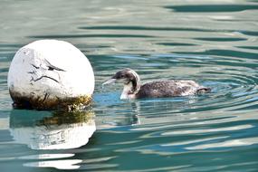 Natural Wild Animals in water