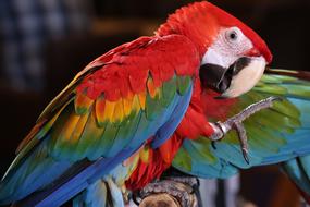 Scarlet Macaw Tropical Bird