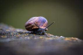 Invertebrate Insect Animalia