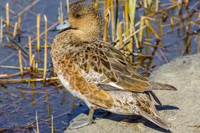 Widgeon Female Bird