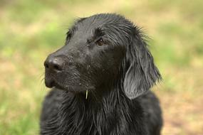 Flatcoated Retriever Dog Animal
