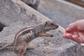 Gophers Feed Hand