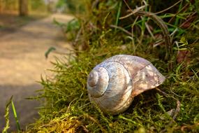 seashell in the grass