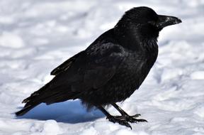 Crow Animal Common Raven