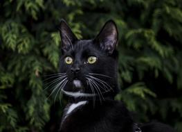 Cat Animals Nature