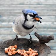 Bird Wildlife Nature