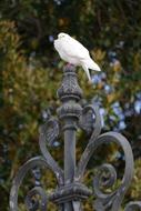 pigeon on a street lamp