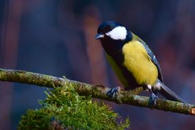 colorful pretty bird