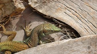 Animal Lizard Reptile