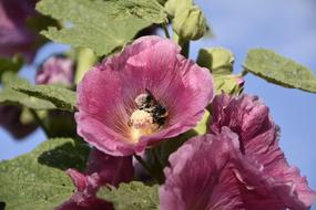 bumblebee hid in the center of the flower
