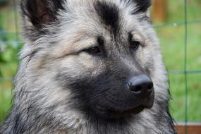 Dog Eurasier Portrait