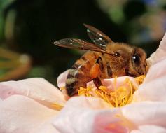 Bee Insect Flower Pollen