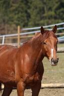 Brown Horse Animal on farm